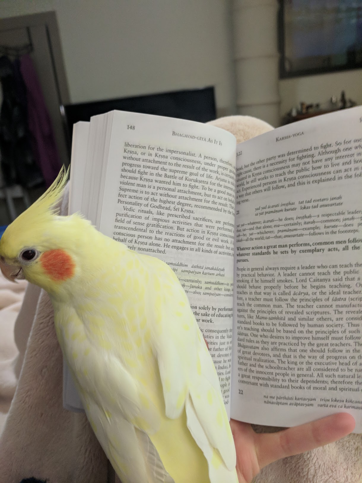 Yoga with Jules Forrister : Reading Yoga Texts with Manipura the bird